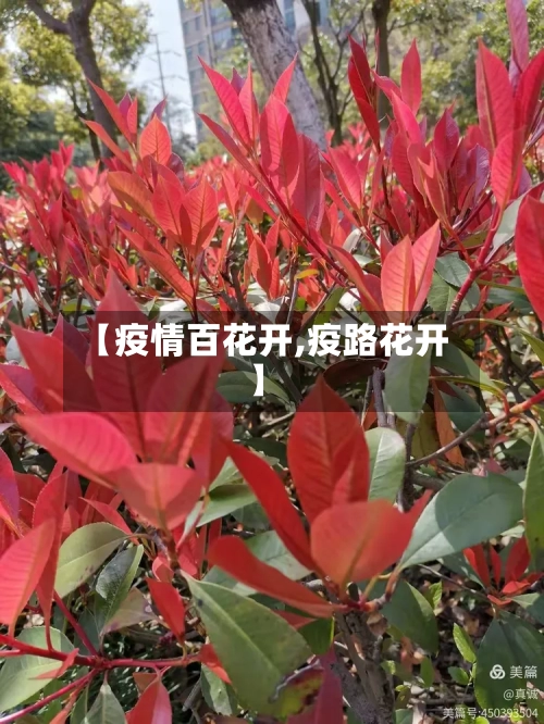 【疫情百花开,疫路花开】